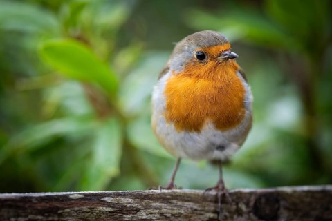 Robin (Erithacus rubecula) on a branch, Scotland, Great Britain