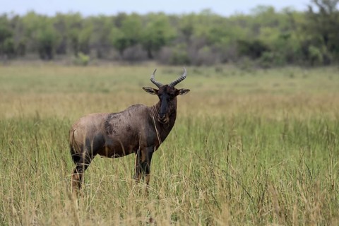 Half-moon antelope (Damaliscus lunatus), adult, alert, Kruger, Kruger National Park, South Africa