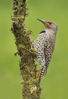 Northern Flicker (Colaptes auratus), British Columbia, Canada