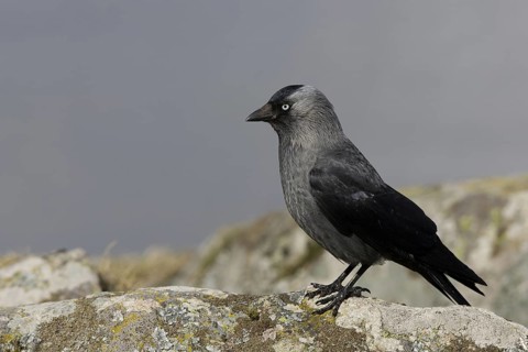 Western Jackdaw (Coloeus monedula), Trollhaettan, Sweden