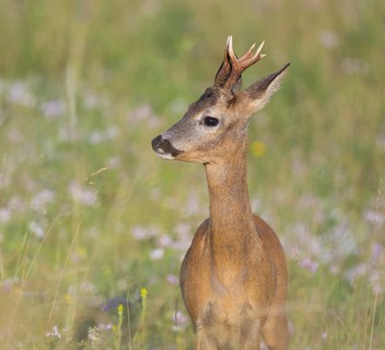 Roe deer (Capreolus capreolus), roebuck standing in a meadow, wildlife, Thuringia, Germany