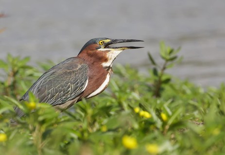 Green-backed Heron eating crayfish - Missouri City, TX