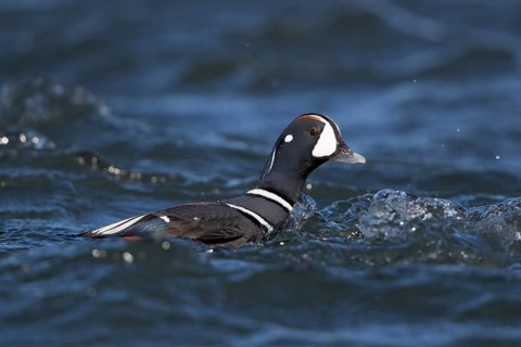 Harlequin Duck (Histrionicus histrionicus) male, Myvatn, Iceland