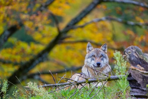 One eurasian gray wolf (Canis lupus lupus) stands on a hill, observing the area. A forest in fall