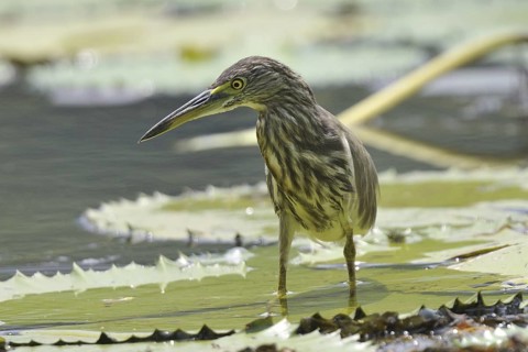 Indian Pond Heron (Ardeola grayii), Kerala, India