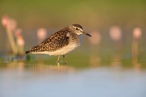 Wood Sandpiper (Tringa glareola) foraging, Poland
