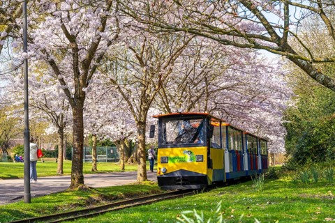 The Grugabahn en route along the Kirschallee, ornamental cherry blossom in Grugapark in Essen,