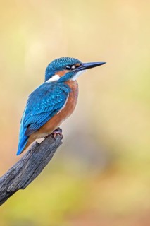 Common Kingfisher (Alcedo atthis) juvenile male, Saxony-Anhalt, Germany