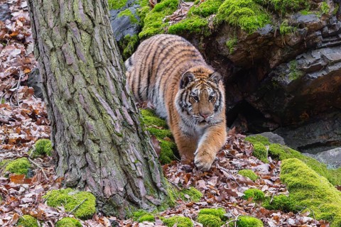 One young female Siberian Tiger, Panthera tigris altaica, walking between rocks in a forest