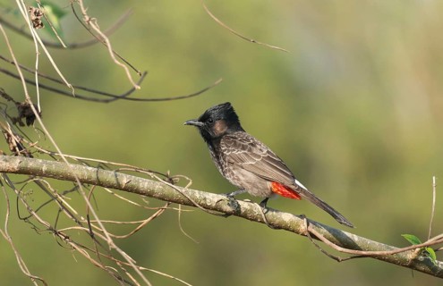 A Red-vented Bulbul (Pycnonotus cafer) on a tree branch, Sreepur, Gazipur, Bangladesh