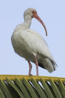 American White Ibis (Eudocimus albus), Costa Rica