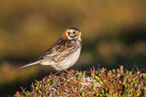 Lapland Longspur (Calcarius lapponicus) female, Finnmark, Norway
