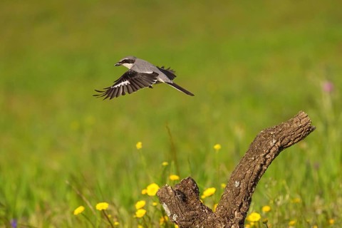 Great grey shrike (Lanius excubitor), Mediterranean Great Grey Shrike, Great Grey Shrike subspecies