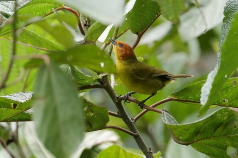 Rust-and-yellow Tanager (Thlypopsis ruficeps) male, Cusco, Peru