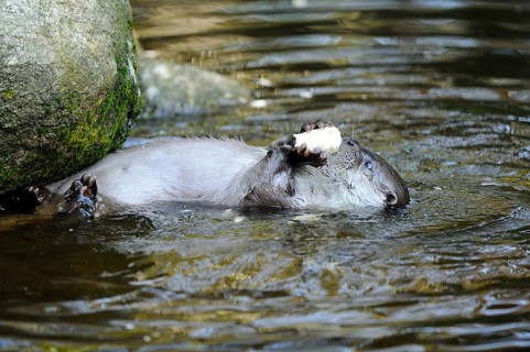 An otter lies calmly in the water and holds a porcini mushroom in its paws, otter (Lutra lutra),