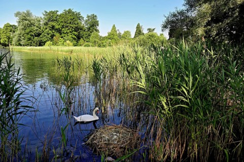 Mute swan (Cygnus olor), male swimming in front of nest with four eggs, Cham, Lake Zug, Canton Zug,