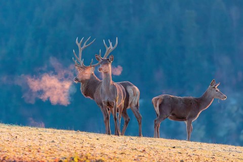 A red deer stag (Cervus elaphus) and two hinds stand in the first light of day on a meadow covered