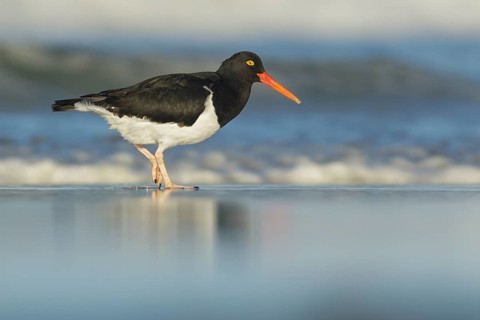 Magellanic Oystercatcher (Haematopus leucopodus) feeding along the shoreline in the Falkland