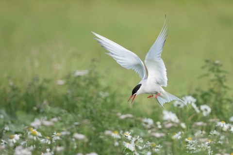 Arctic Tern (Sterna paradisaea) flying over a flowering meadow, Iceland