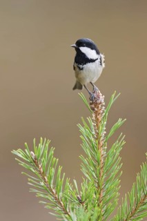 Coal Tit (Periparus ater), Mecklenburg-Western Pomerania, Germany