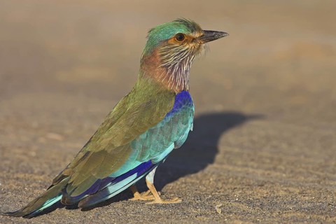 Indian Roller (Coracias benghalensis)