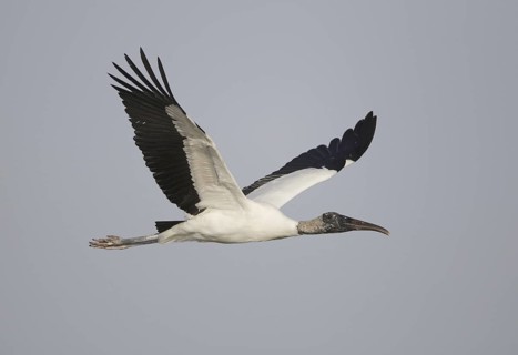 Wood Stork (Mycteria americana) flying, Florida, USA