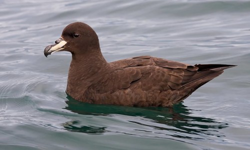 Westland Petrel (Procellaria westlandica), Westland, New Zealand