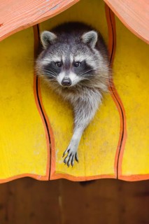 A raccoon, Procyon lotor, is looking out of a yellow house, his home in a wildlife park