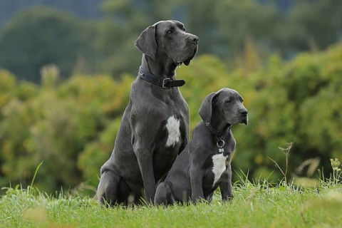 Great Dane, Saupacker, Great Dane