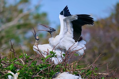 Wood Stork (Mycteria americana), with spread wings perches on a nest made of branches in a natural