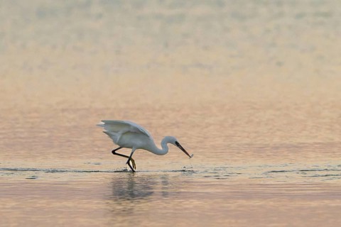 Great White Egret (Ardea alba) foraging in the water, Oman