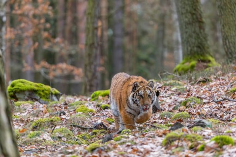 One young female Siberian Tiger, Panthera tigris altaica, walking between rocks in a forest