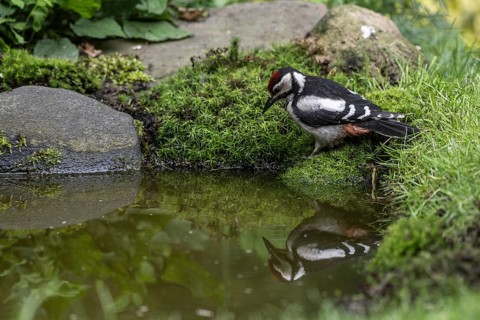 Great spotted woodpecker (Dendrocopos major), juvenile, Emsland, Lower Saxony, Germany