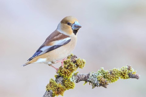 Hawfinch (Coccothraustes coccothraustes) female sitting on a branch covered with moss and lichen,