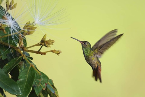 Rufous-tailed Hummingbird (Amazilia tzacatl), Guatemala
