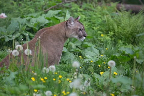 One male cougar, Puma concolor, resting in front of a log and yellow flowers in fresh green grass