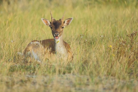 Lying young male fallow deer (Dama dama) feeding, young animal, feeding, Amsterdamse