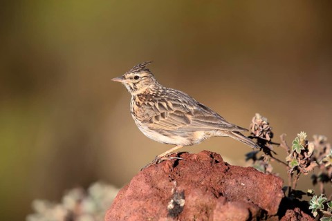Thekla Lark (Galerida theklae huei) perched on a rock, Bale Mountains National Park, Ethiopia