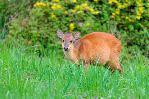 A male Red Forest Duiker (Cephalophus natalensis) stands in a green meadow, eating grass and herbs