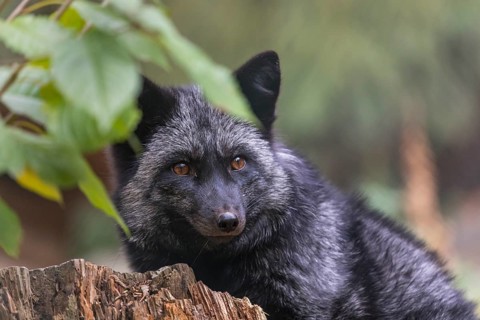 One silver fox (Vulpes vulpes) sitting behind a rotten tree stump and hidden behind some green