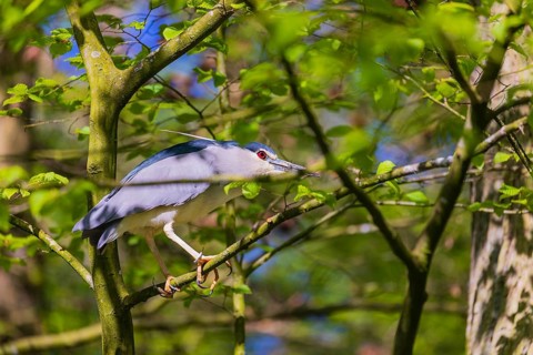 One black-crowned night heron (Nycticorax nycticorax) or black-capped night heron sits in a tree