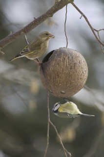 European Greenfinch & Eurasian Blue Tit (Chloris chloris & Cyanistes caeruleus), Saxony, Germany