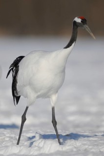 Red-crowned Crane (Grus japonensis), Hokkaido, Japan