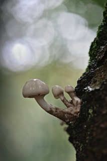 Porcelain fungi (Oudemansiella mucida), Emsland, Lower Saxony, Germany