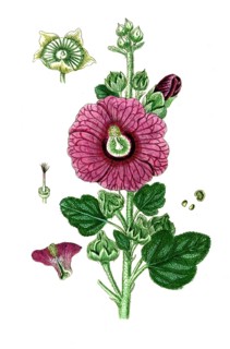 Alcea rosea, Common hollyhock, digital reproduction of a historical original, between 1790 and 1810