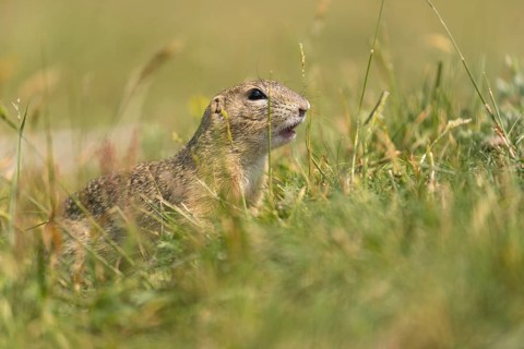 One European ground squirrels (Spermophilus citellus) or European souslik lying in tall grass