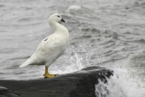 Kelp Goose (Chloephaga hybrida) male, Falkland Islands