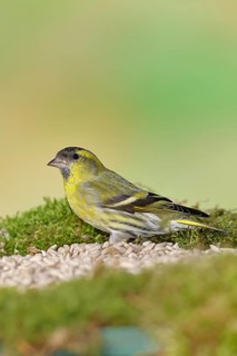 Siskin (Carduelis spinus), male sitting on moss, mossy ground, Wilnsdorf, North Rhine-Westphalia,
