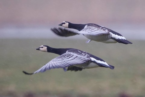 Barnacle Goose (Branta leucopsis) flying, Netherlands