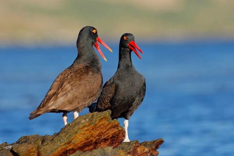 Teo Blakish oystercatcher, Haematopus ater, with oyster in the bill, black water bird with red bill